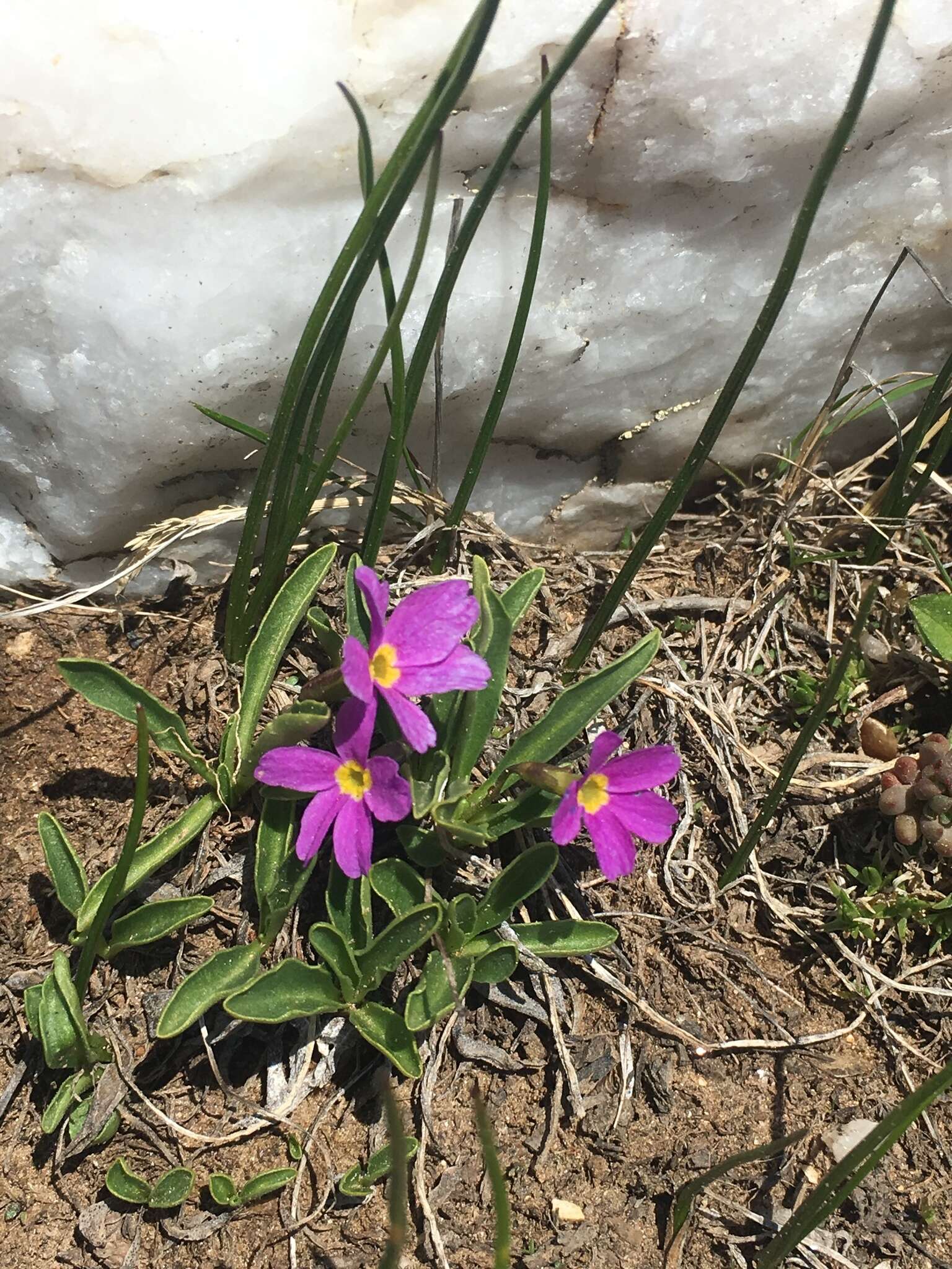 Image of alpine primrose