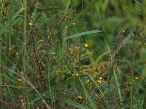 Image de Ludwigia hyssopifolia (G. Don) Exell