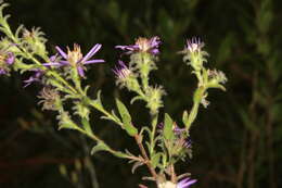 Image of Symphyotrichum plumosum (Small) Semple