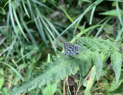 Image of Forest Pierrot