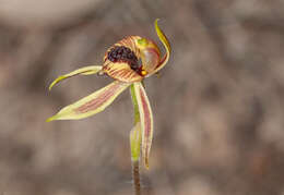 Image of Thick-lipped spider-orchid