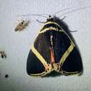 Image of Colbusa euclidica Walker 1865