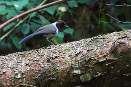 Image of White-necked Laughingthrush