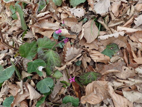 Image de Cyclamen coum subsp. caucasicum (C. Koch) O. Schwarz