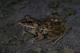 Image of Lithobates brownorum (Sanders 1973)