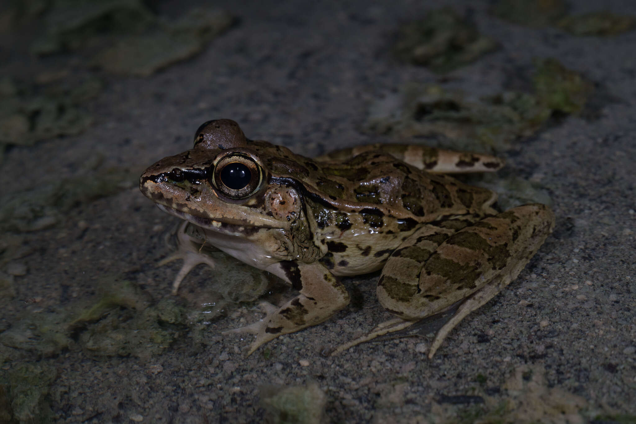 Image of Lithobates brownorum (Sanders 1973)