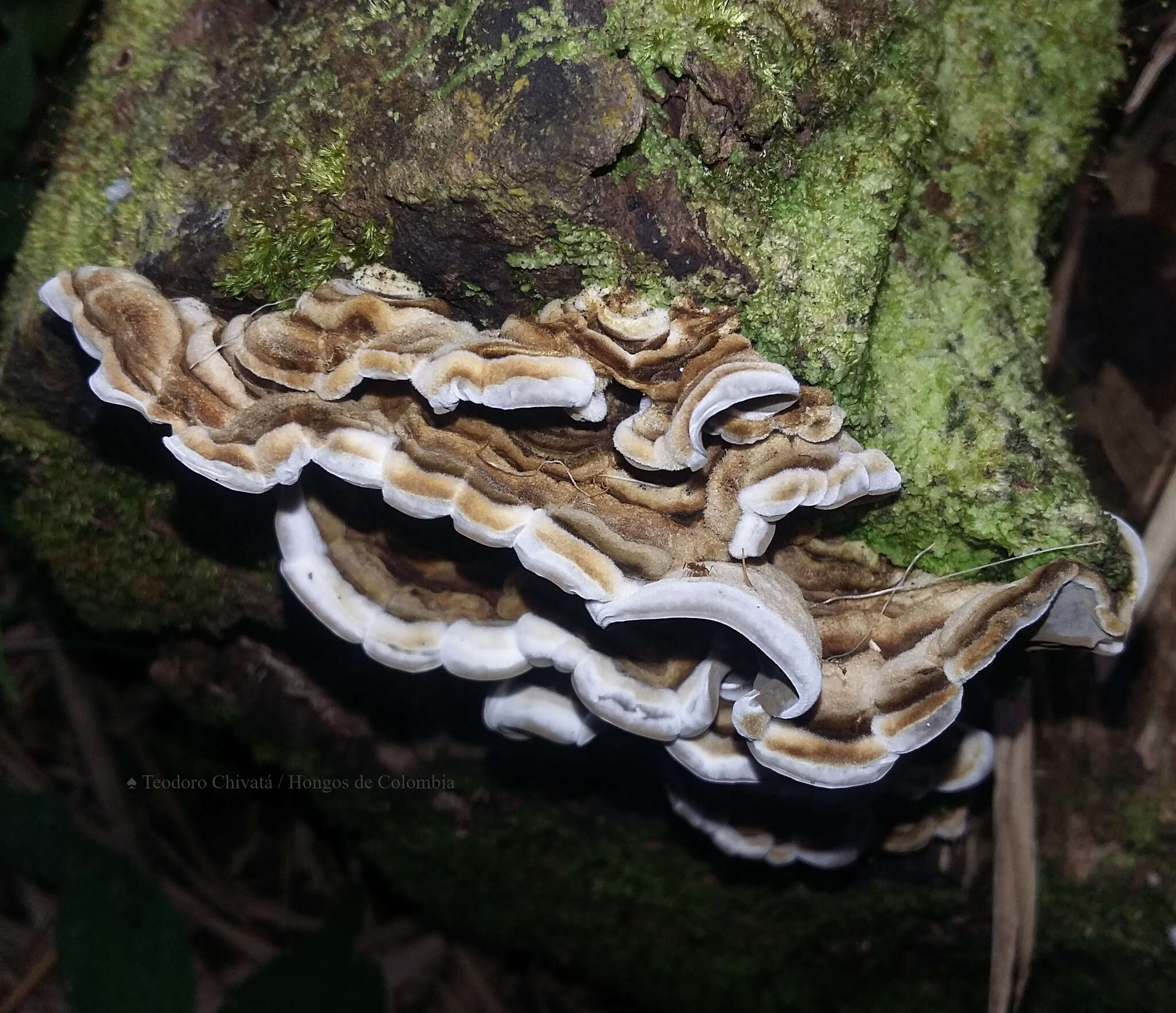 Image of Auricularia brasiliana Y. C. Dai & F. Wu 2015