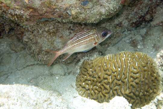 Image of Black-barred squirrel fish