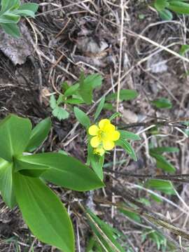 Ranunculus inamoenus Greene的圖片