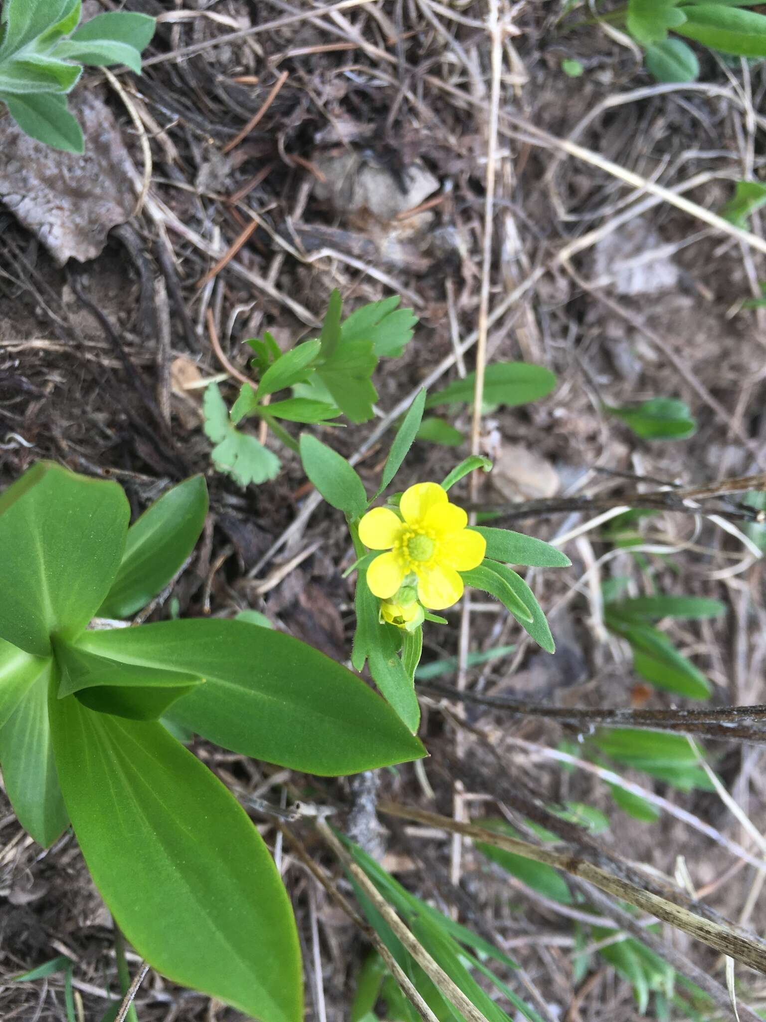 Image of Graceful Buttercup