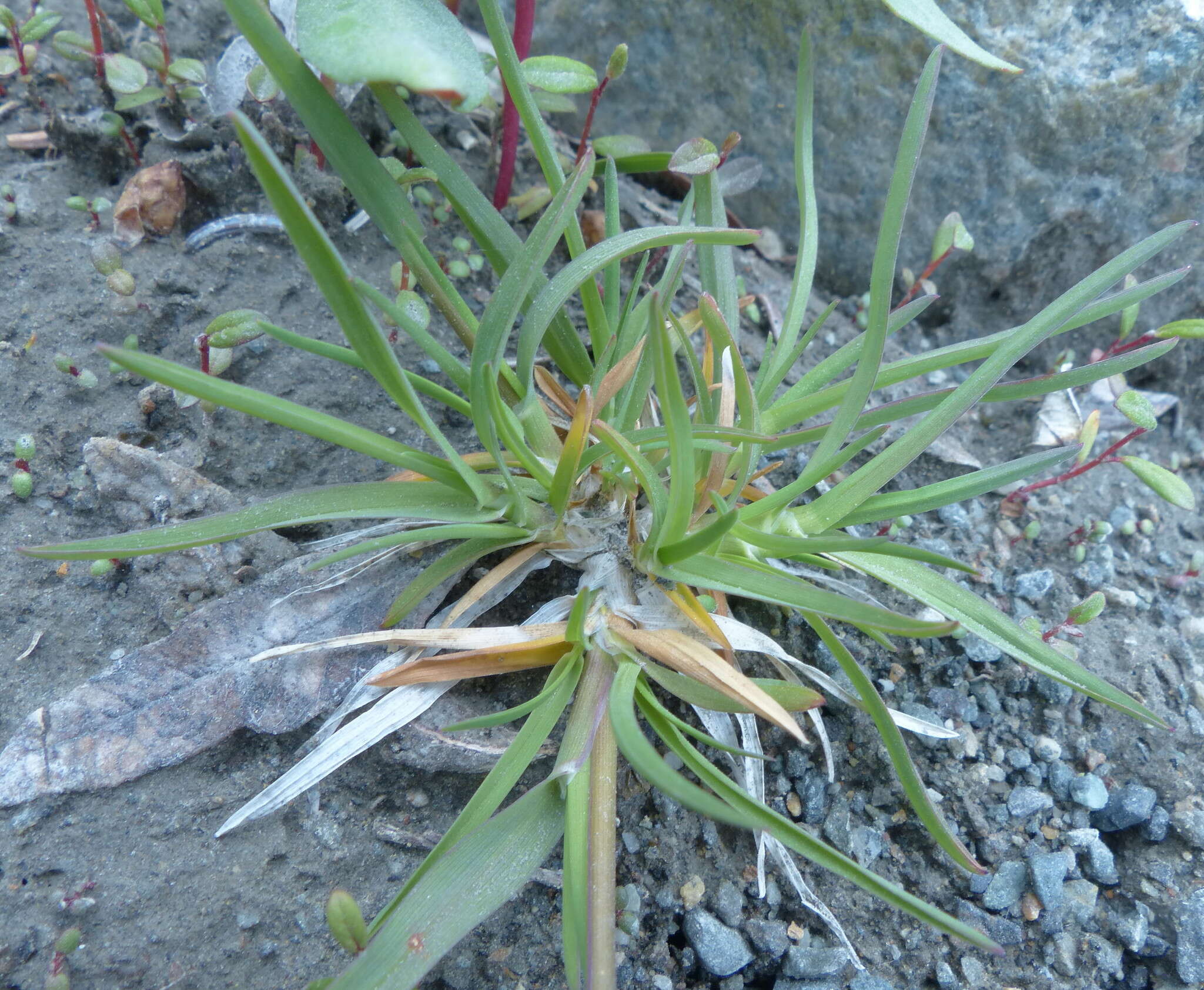 Image of alpine bluegrass