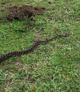 Image of Haitian Boa