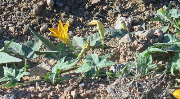 Image of coyote gourd