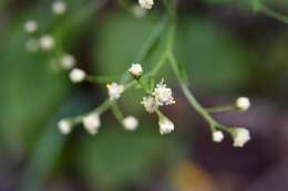 Image of Archibaccharis serratifolia (Kunth) Blake