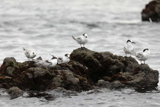 Image of Roseate Tern