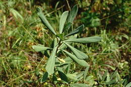 Image of Daphne sophia subsp. taurica (Kotov) J. J. Halda