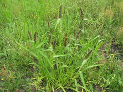 Echinochloa esculenta (A. Braun) H. Scholz resmi