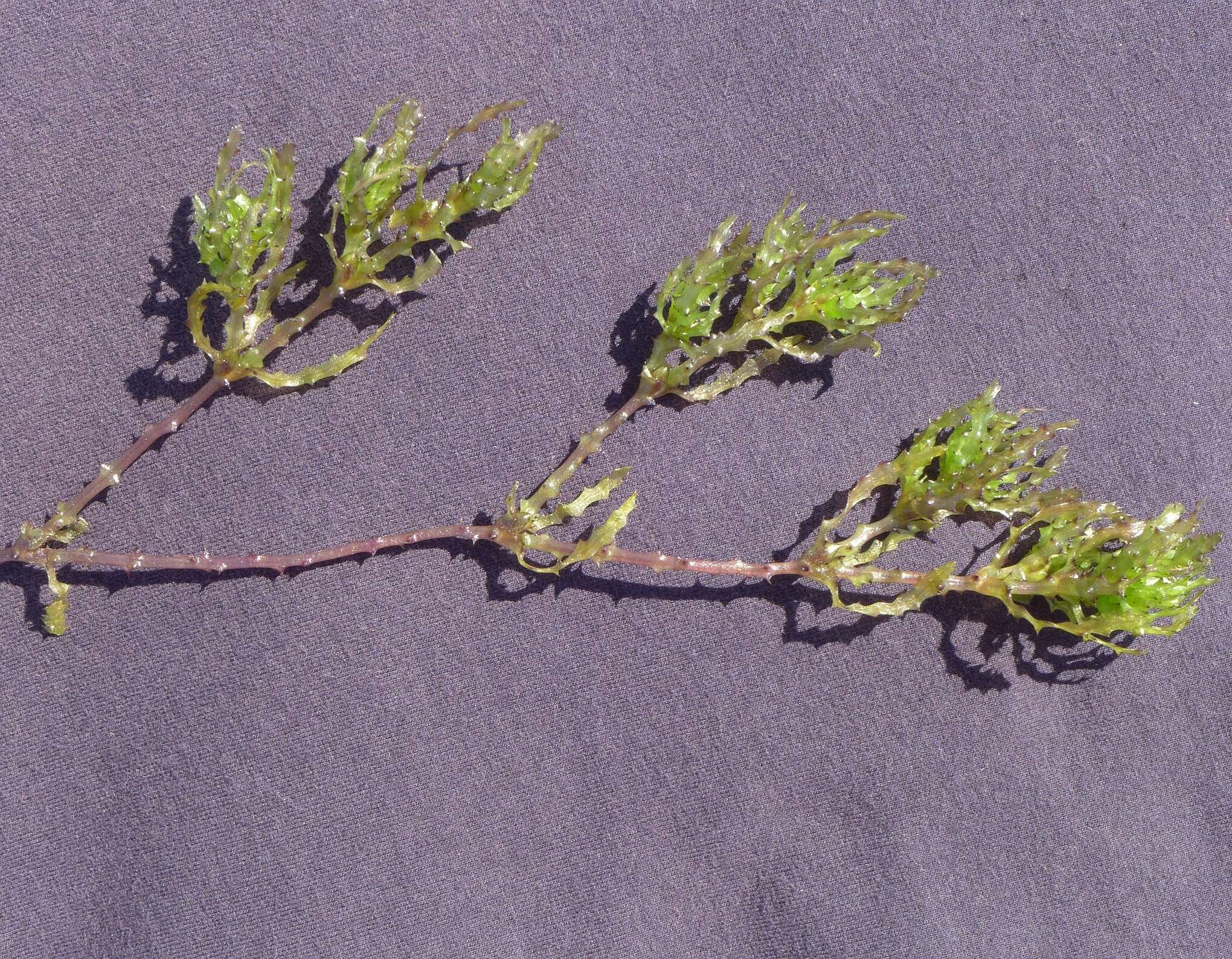 Image of Holly-leaved Naiad