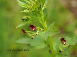 Imagem de Scrophularia peregrina L.