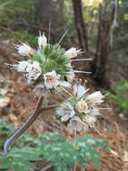 Imagem de Hydrophyllum occidentale (S. Wats.) A. Gray