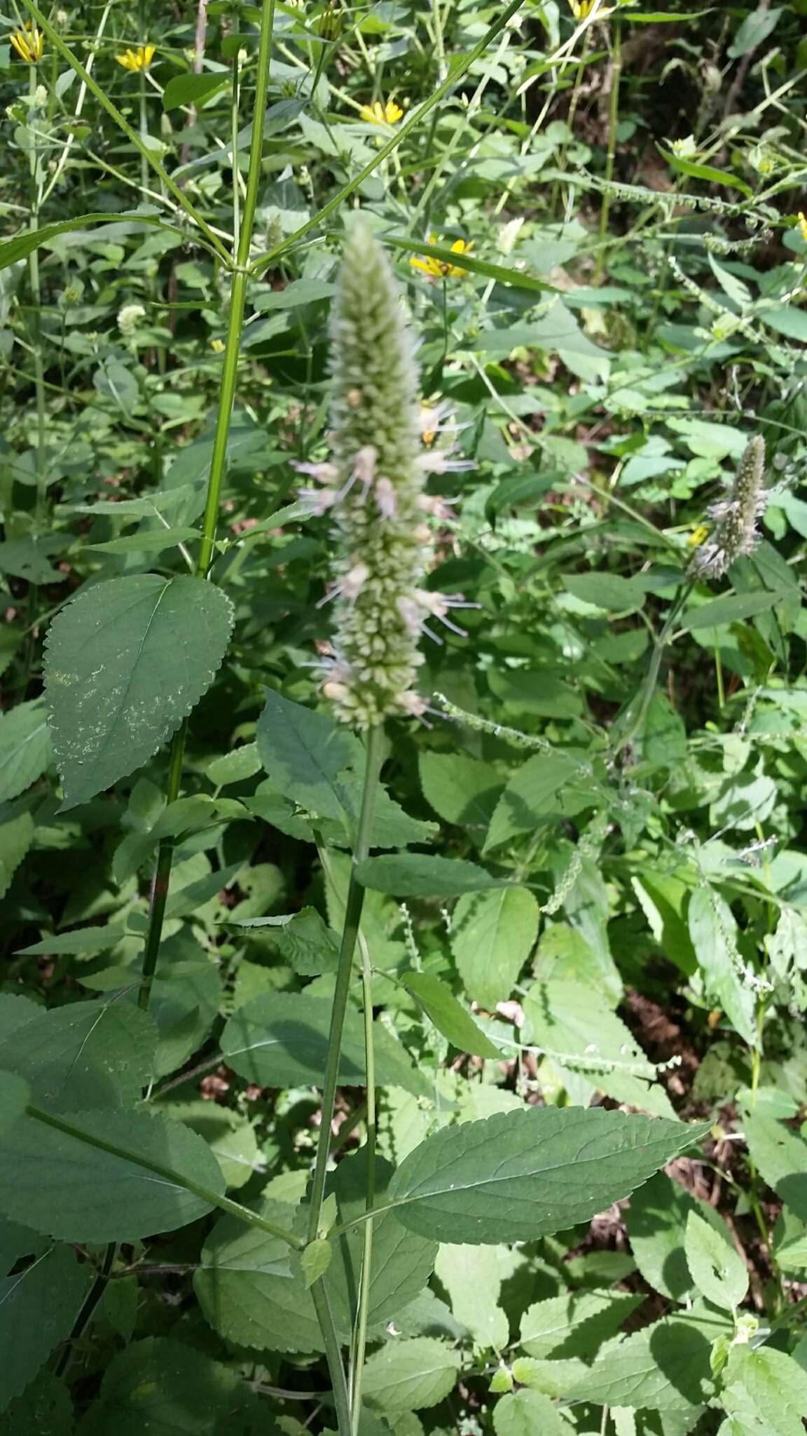 Image of purple giant hyssop