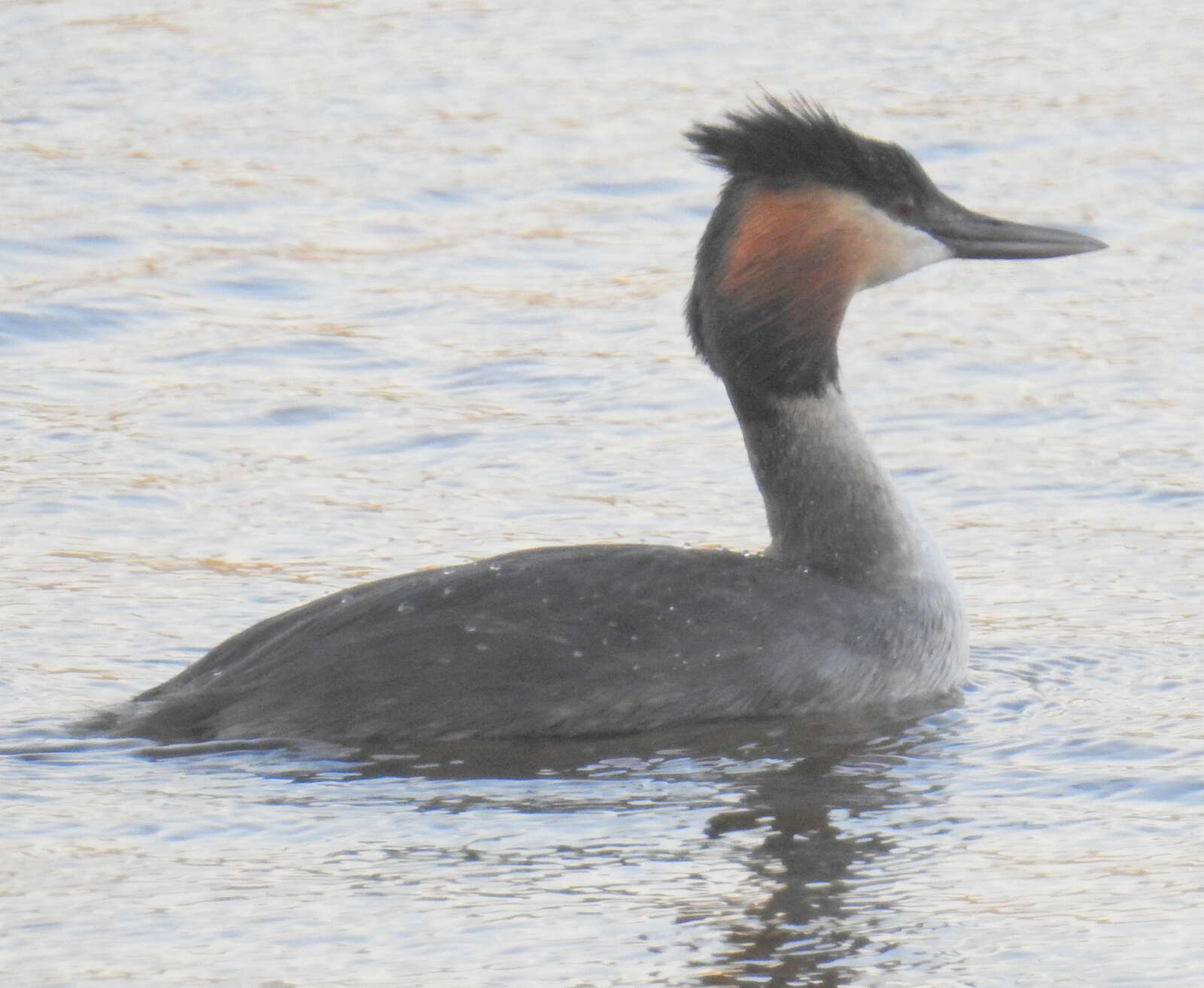 Image of Podiceps cristatus infuscatus Salvadori 1884