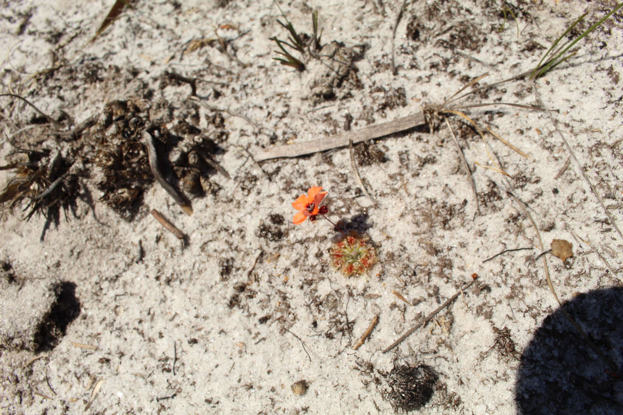 Image of Drosera platystigma Lehm.