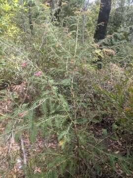 Image of Caley's grevillea