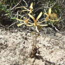 Image of Pelargonium sabulosum E. M. Marais