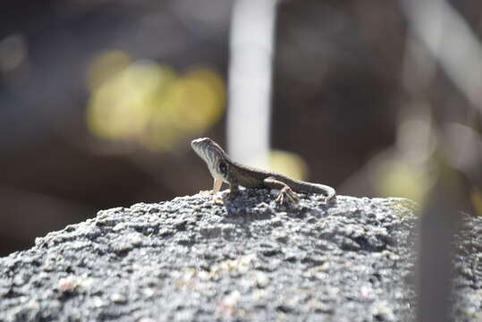 Image of Cape Arboreal Spiny Lizard