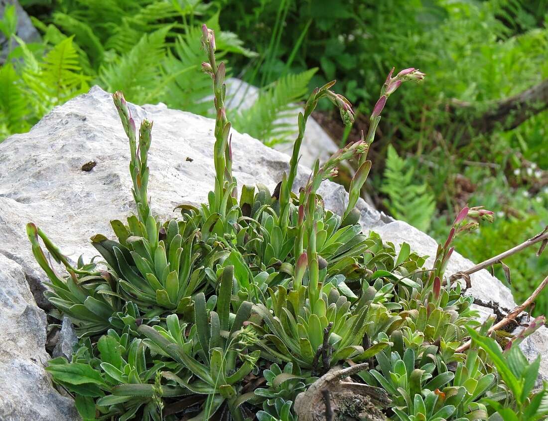 Image of Saxifraga hostii Tausch