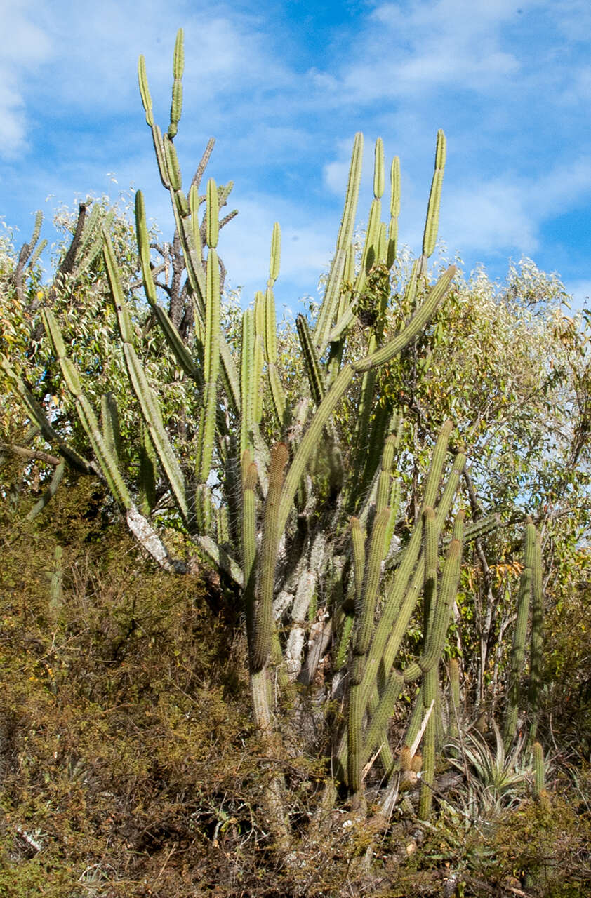 Image de Cereus hankeanus F. A. C. Weber