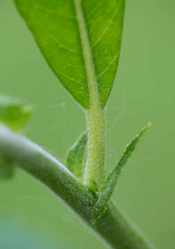 Image de Salix viminalis var. gmelinii (Pall.) Andersson