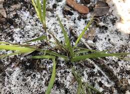 Panicum malacon Nash resmi