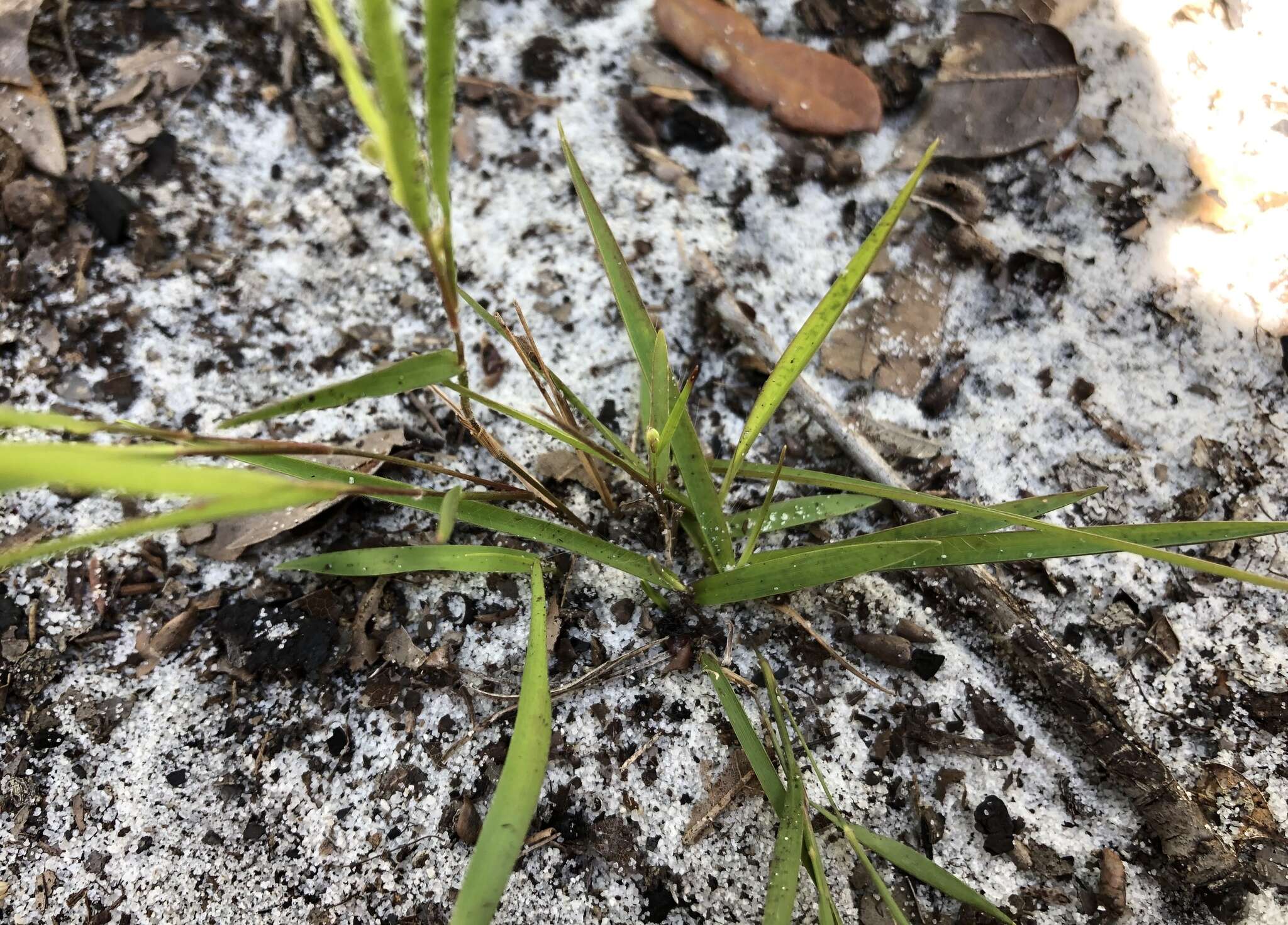 Panicum malacon Nash resmi