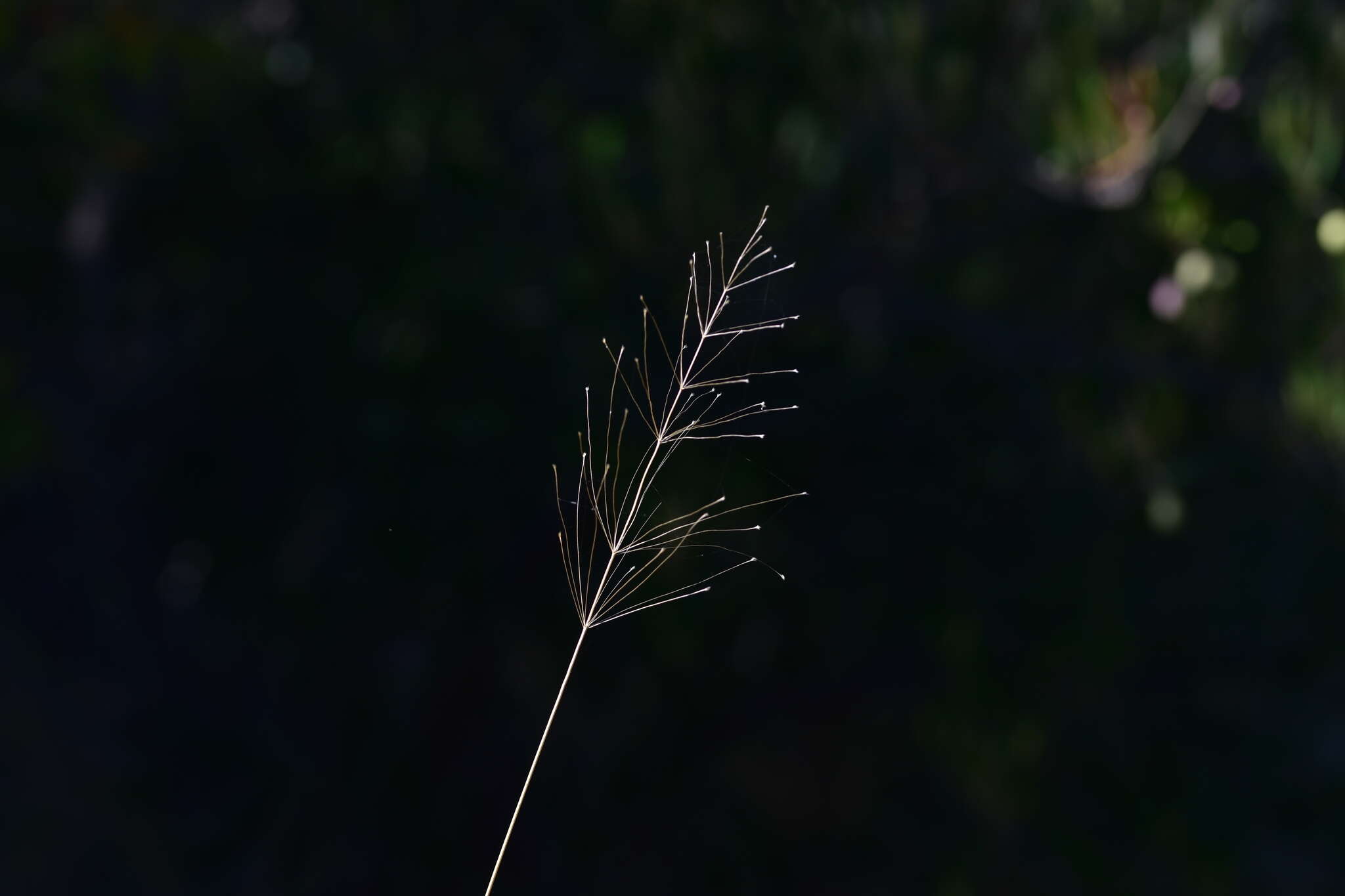 刺金须茅的圖片