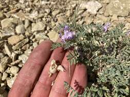 Imagem de Astragalus pubentissimus Torr. & A. Gray