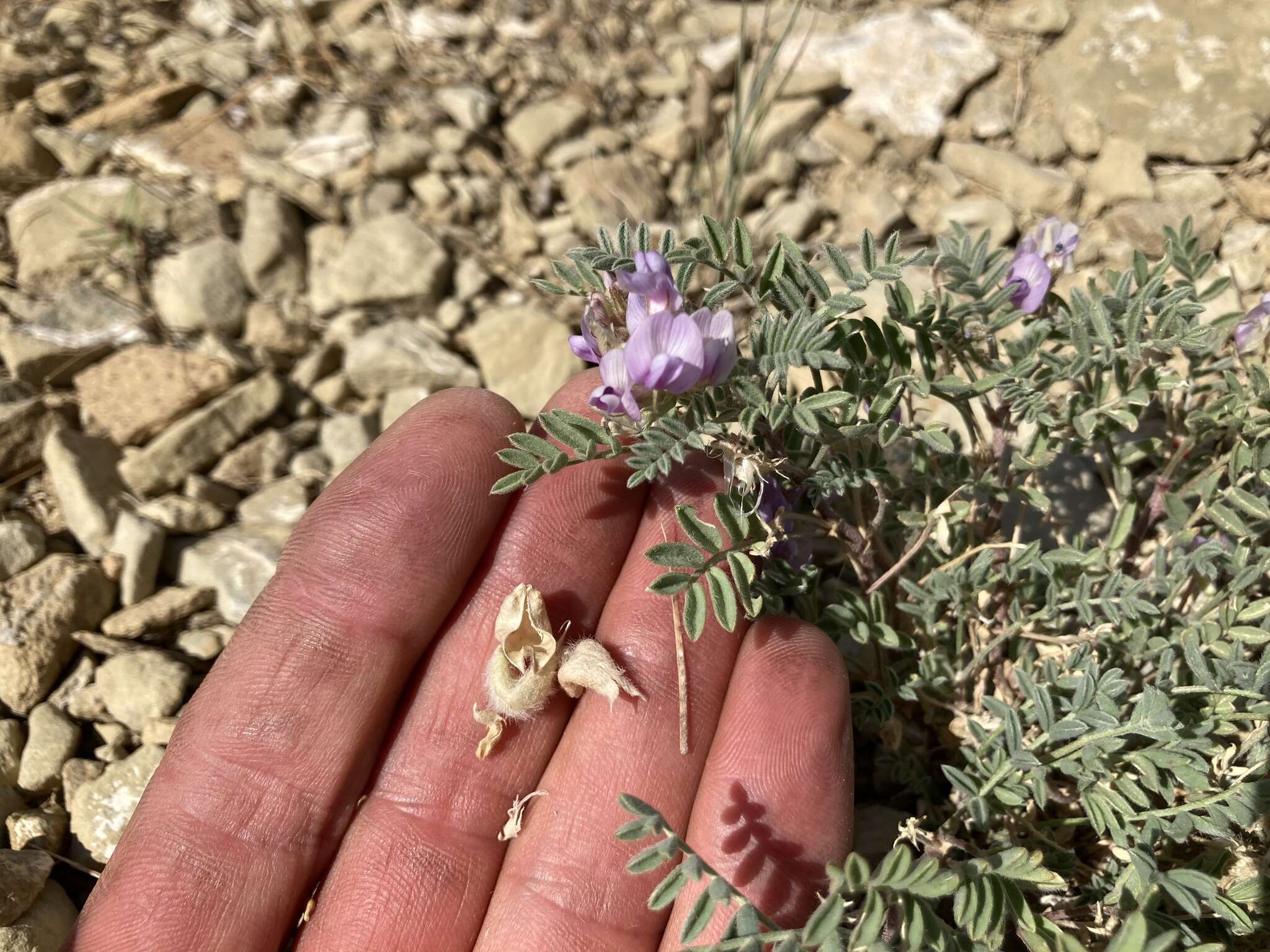 Plancia ëd Astragalus pubentissimus Torr. & A. Gray