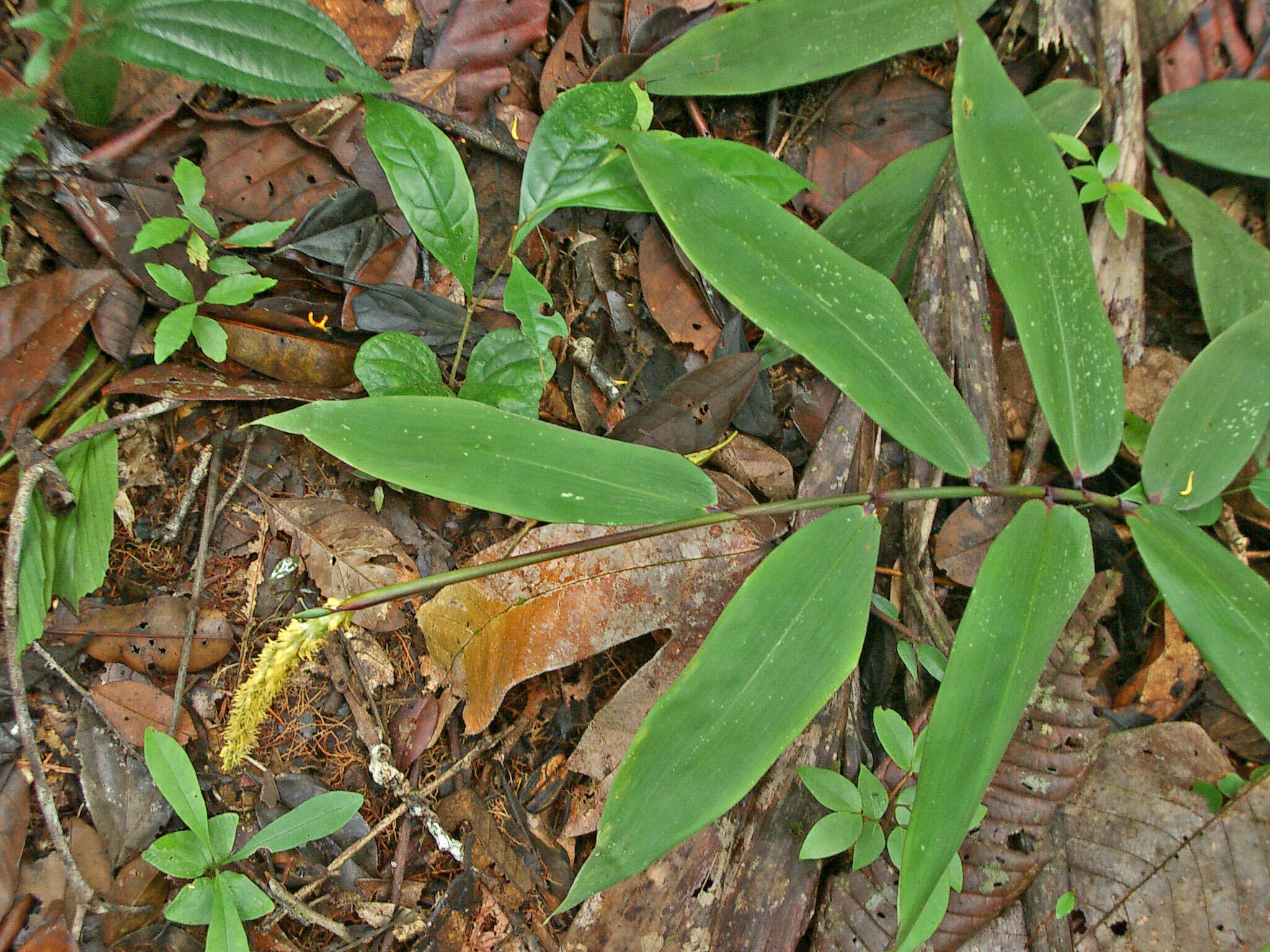 Image of Pariana radiciflora Sagot ex Döll