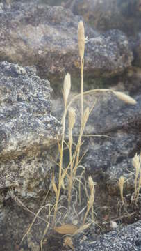 Image of Phleum arenarium L.