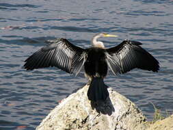 Image de Anhinga d'Australie