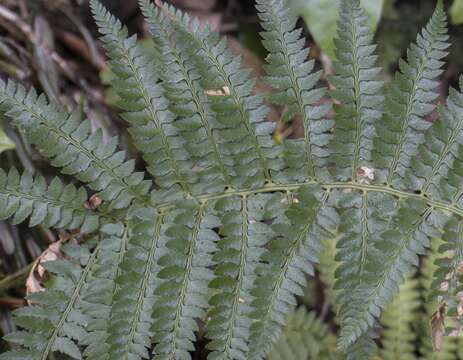 Image de Polystichum chilense (Christ) Diels