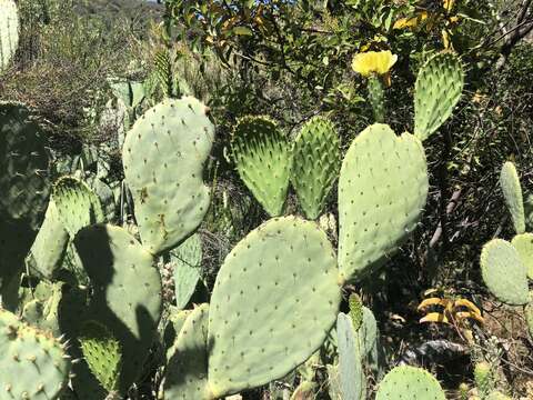 Image of pricklypear