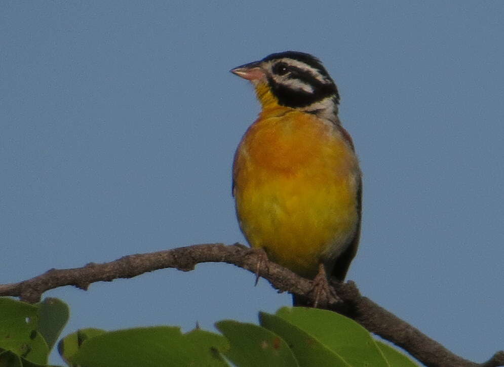 Imagem de Emberiza flaviventris Stephens 1815