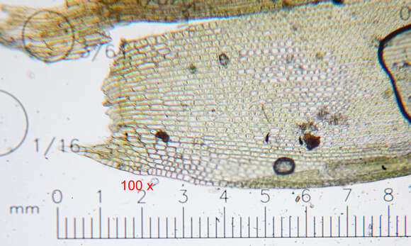 Image of schistidium moss