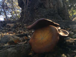 Image of western jack-o'-lantern mushroom