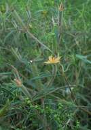 Image of Organ Mountain blazingstar