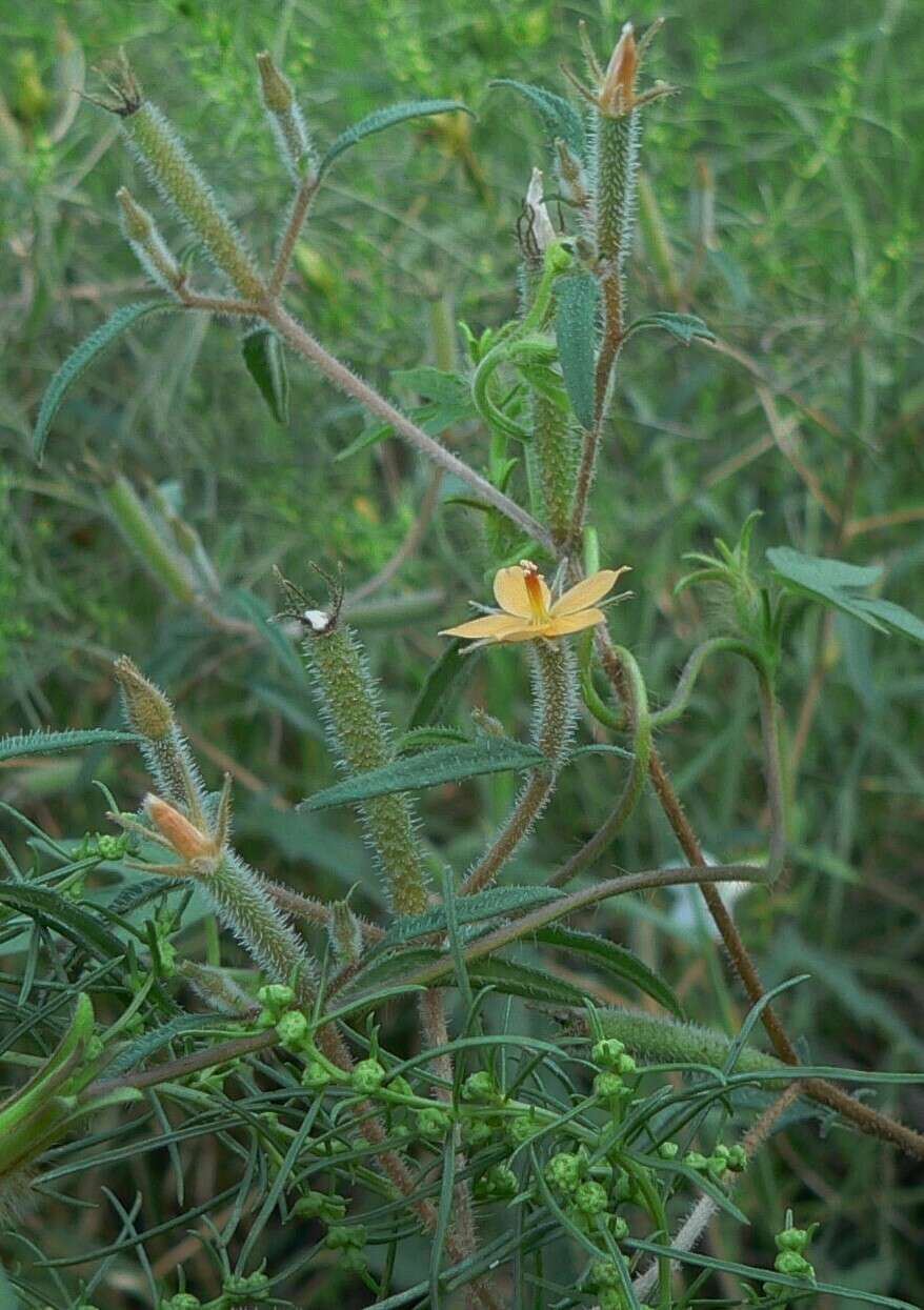 Image of Organ Mountain blazingstar