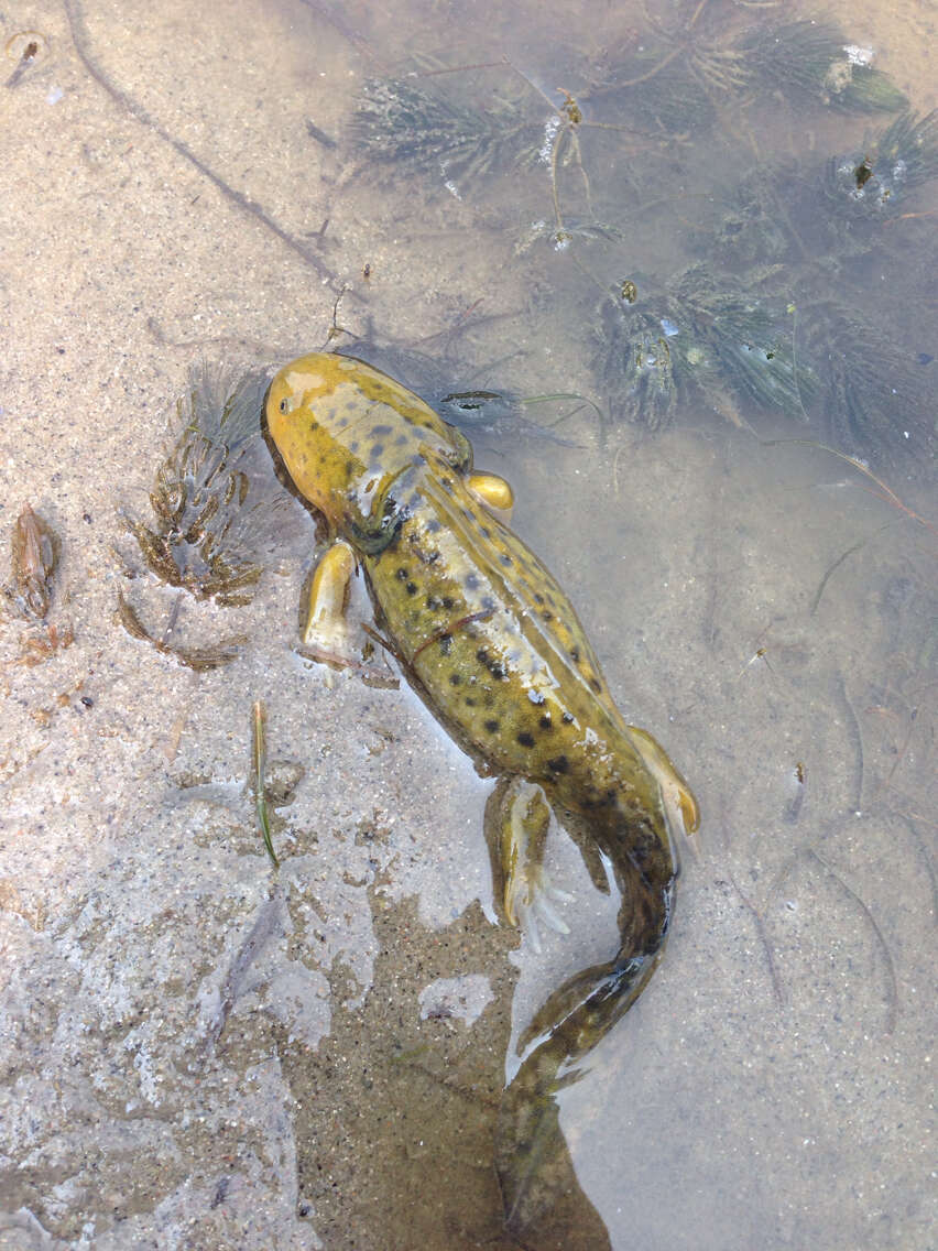 Image of Ambystoma mavortium diaboli Dunn 1940