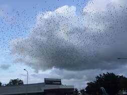 Image of Metallic Starling